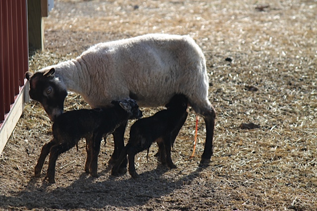 Gallery ewe and nursing lambs