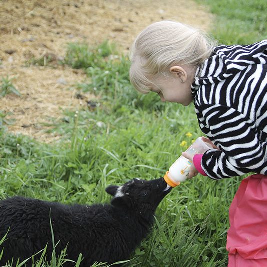 Lamb.Bottle feeding.Addison